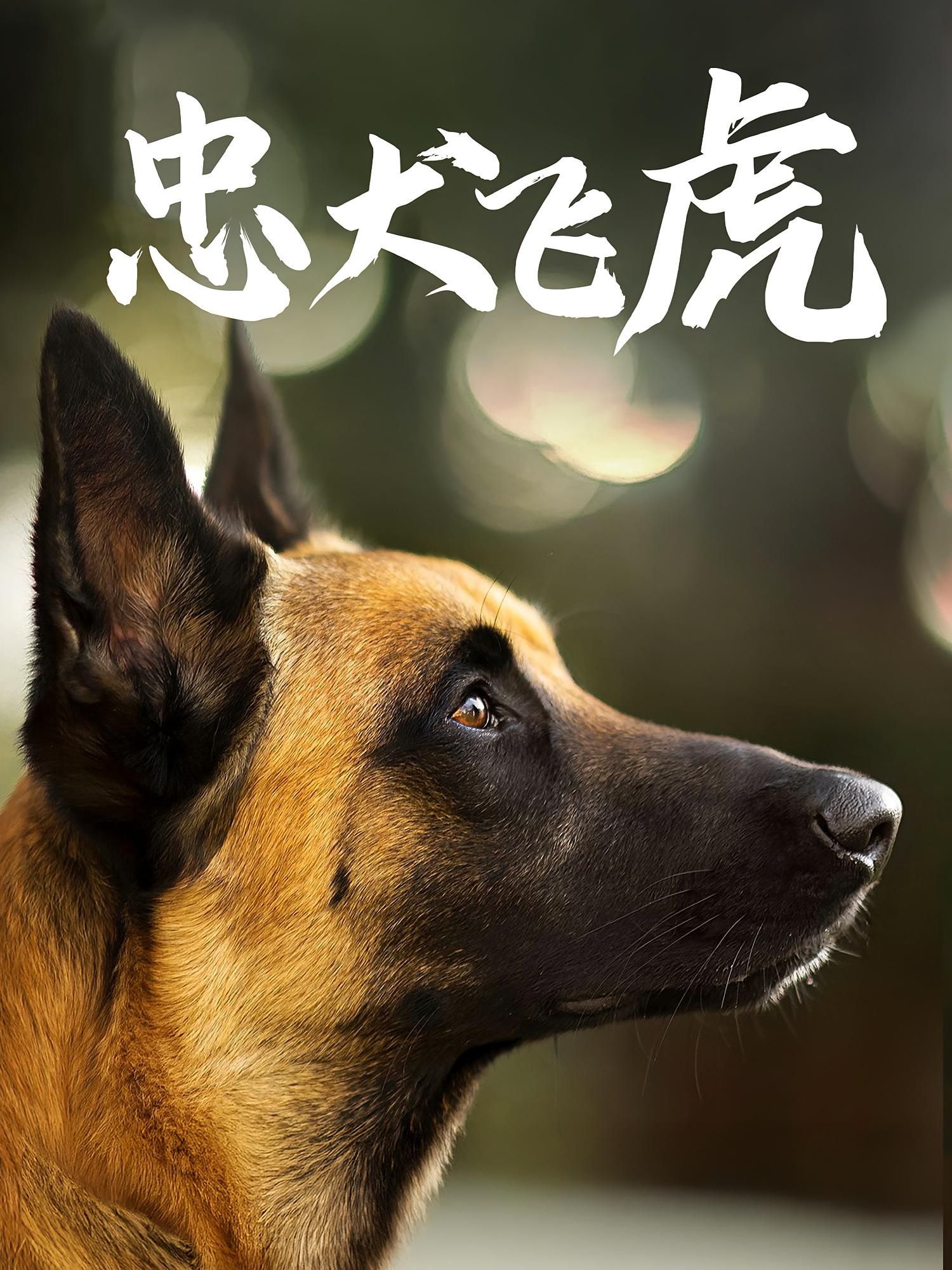 热门短剧忠犬飞虎33集全集完整版免费在线观看未删减 吴桂洲谭镁纶主演 百度网盘夸克网盘免费资源速存下载 第1张 热门短剧忠犬飞虎33集全集完整版免费在线观看未删减 吴桂洲谭镁纶主演 百度网盘夸克网盘免费资源速存下载 第1张